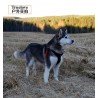 Охота в Трулове Поводок - TLH5951