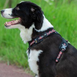 Truelove colorado + Поводок - TLH6282