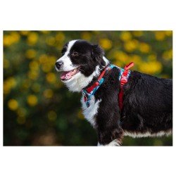 Truelove Country + Limited Edition harness