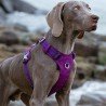 Truelove Colorado arnes - TLH6281